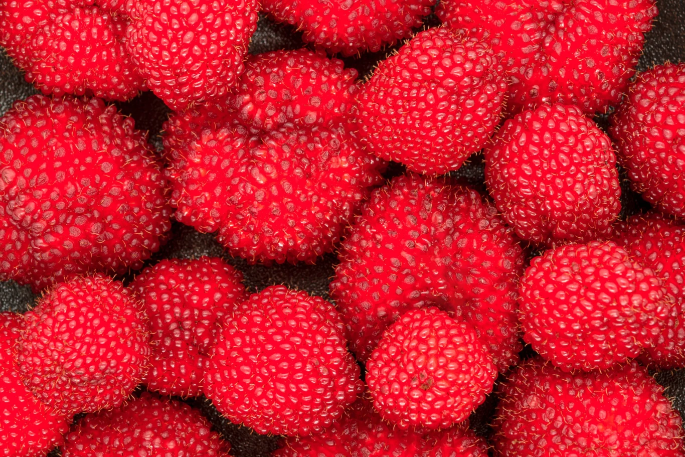 Owoce malinotruskawki są kuliste, intensywnie czerwone i mają drobne wypustki