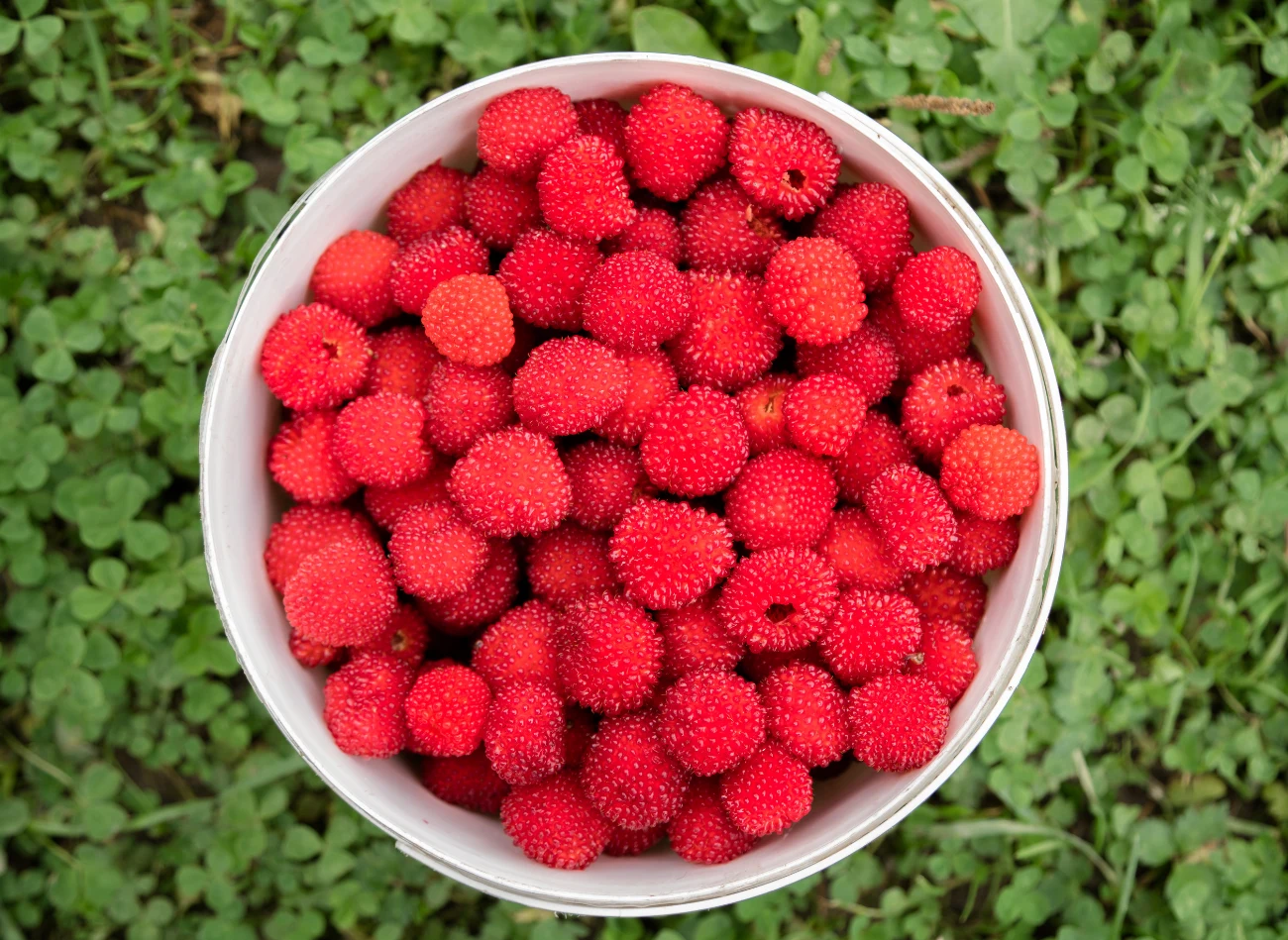 Uprawa malinotruskawki nie jest trudna, a owoce są smaczne