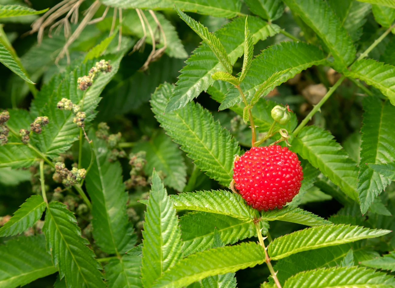 Sadzonki malinotruskawki można znaleźć w sklepach ogrodniczych stacjonarnych lub wysyłkowych