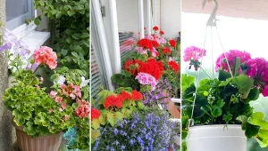 Pelargonie na balkonie można sadzić już w maju.