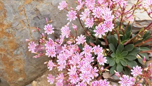 Lewizja to jedna z ciekawszych roślin, które świetnie sprawdzają się w skalniakach czy szczelinach skalnych.