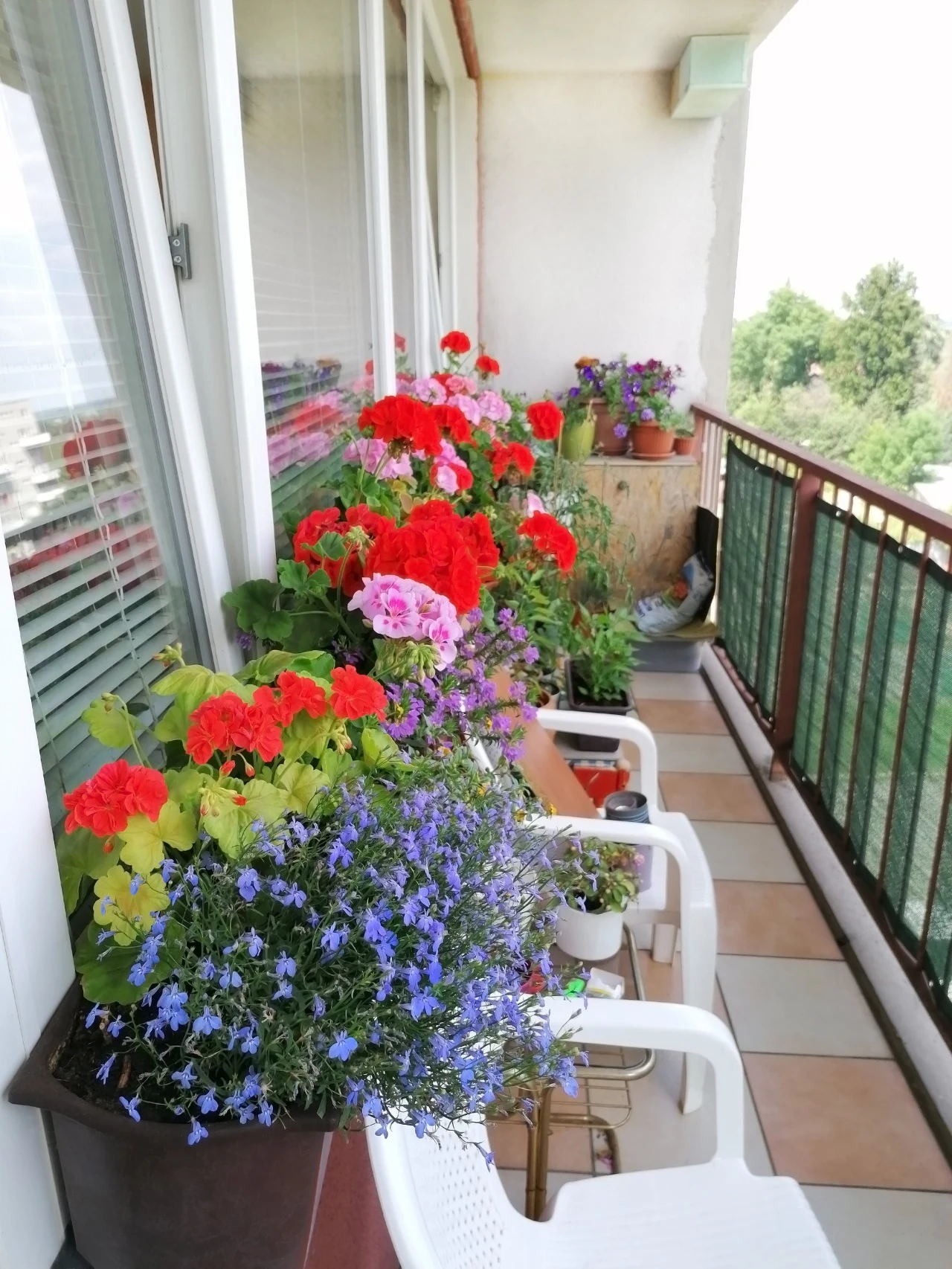 Pelargonie świetnie sprawdzą się na południowym lub zachodnim balkonie