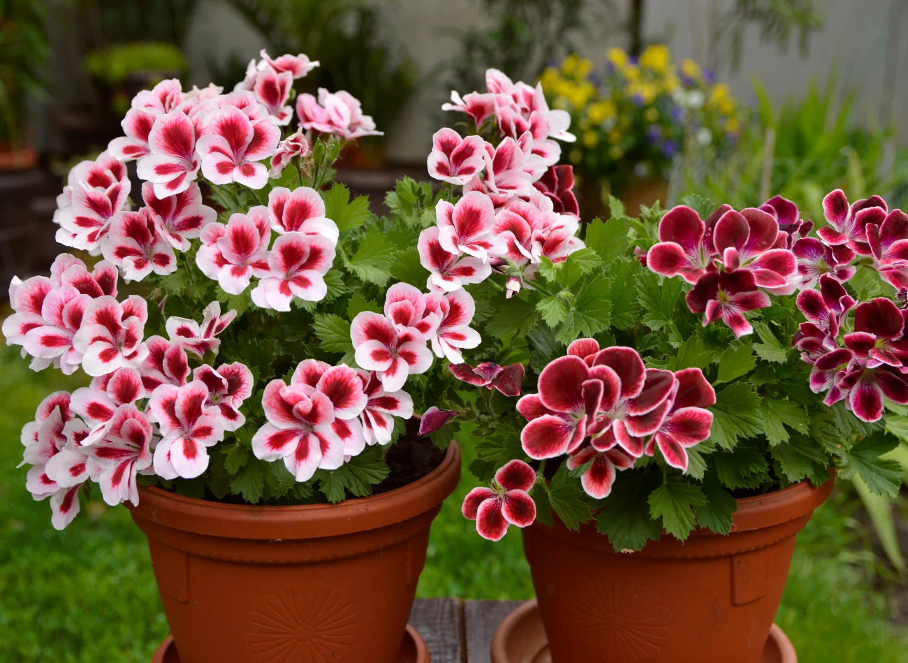 Pelargonia angielska kwitnie od wiosny do jesieni