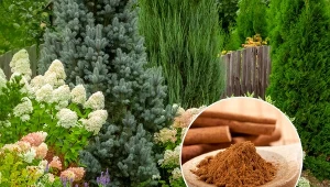 Cynamon to niepozorna przyprawa posiadająca szereg przydatnych właściwości.