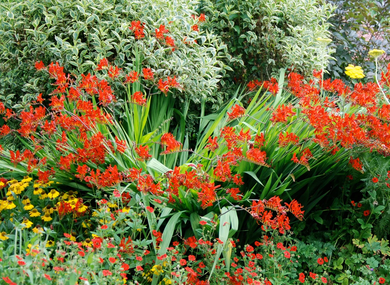 Bylina sprawdzi się na obrzeżach ogrodów
