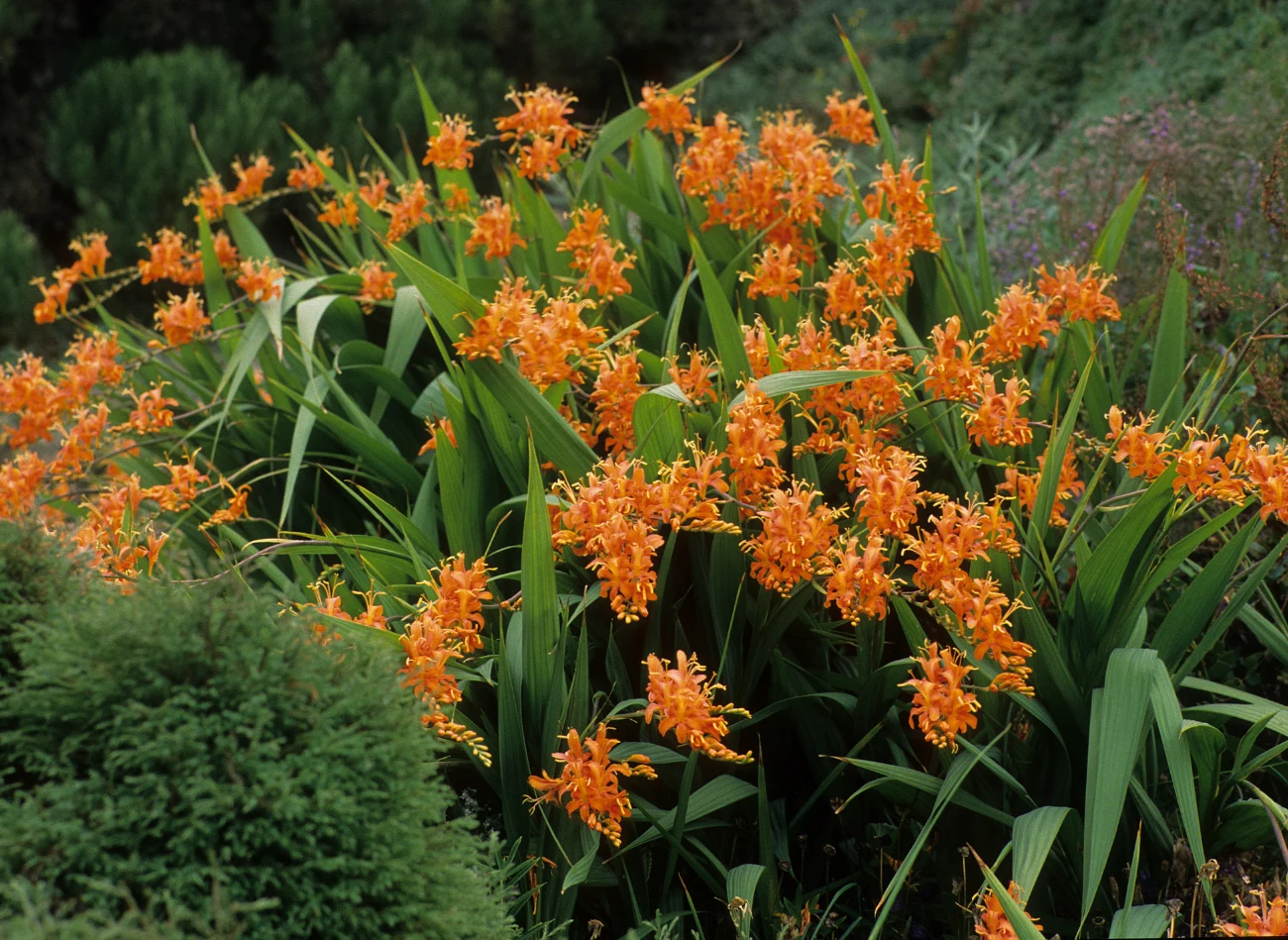 Cebulki krokosmii najlepiej wysadzać do gruntu pod koniec kwietnia