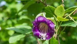 Kobea świetnie nadaje się do obsadzania pergoli, murków, wiat, a także sadzenia na balkonach czy tarasach.