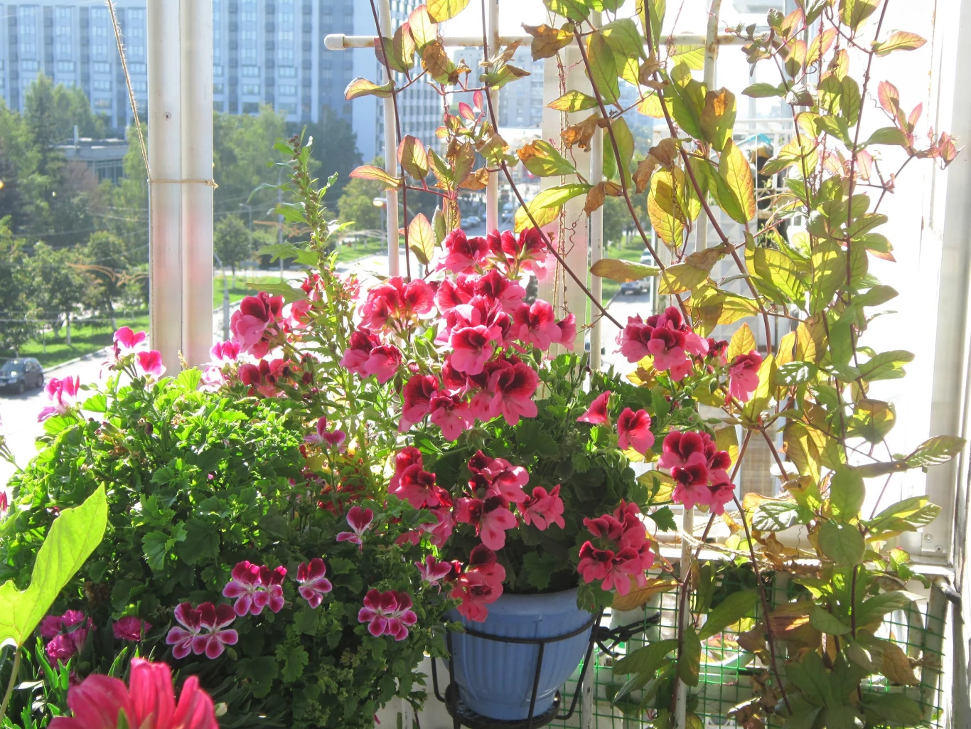 Nazwa rośliny pochodzi od Barnaby Kobo, który był misjonarzem jezuitą na terenie Ameryki Południowej