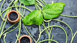 Fasolnik chiński – właściwości odżywcze, uprawa i zastosowanie