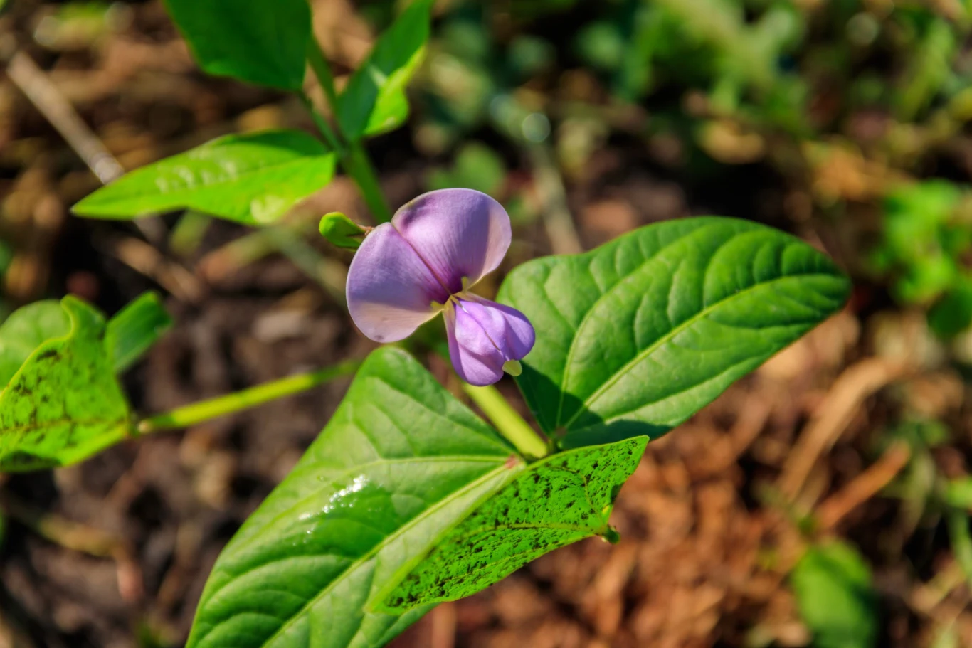 Kwiat fasolnika chińskiego
