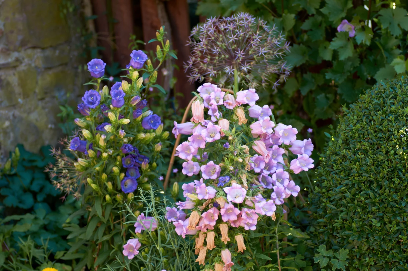 Kobea jest rośliną, która wymaga regularnego nawożenia