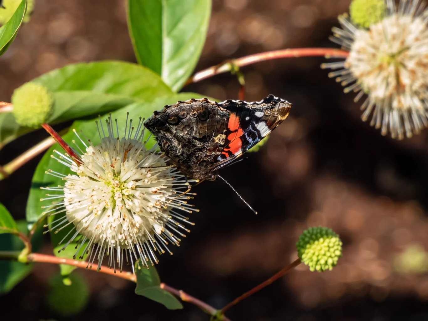 Guzikowiec przyciąga liczne motyle