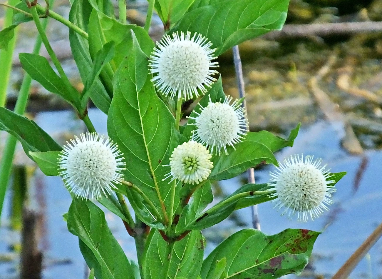 Krzew najlepiej rośnie na terenach podmokłych