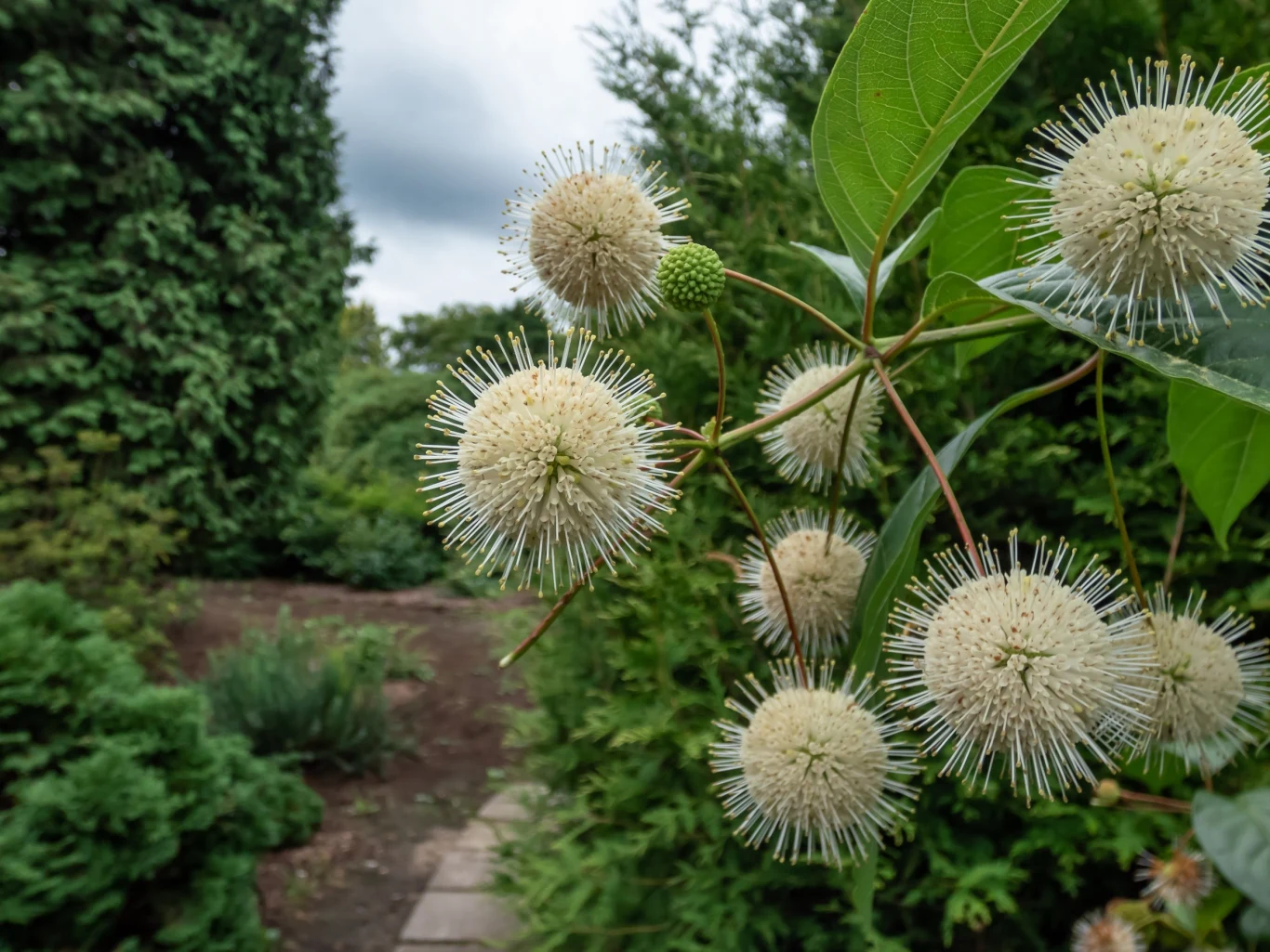 Koło guzikowca trudno przejść obojętnie