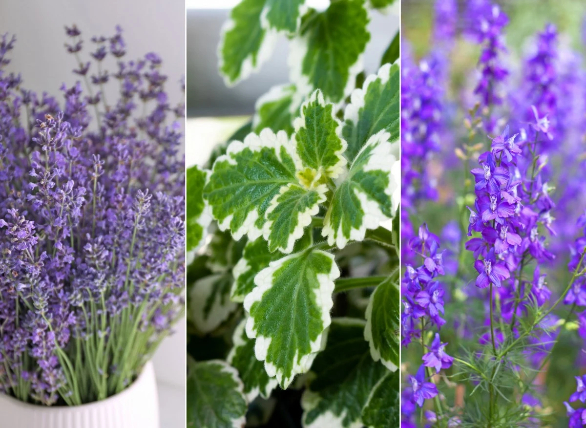 Jakie rośliny posadzić, by odstraszały muchy z tarasu i ogrodu