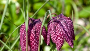 Szachownica kostkowata sprawdza się na zacienionych rabatach i przy oczkach wodnych.