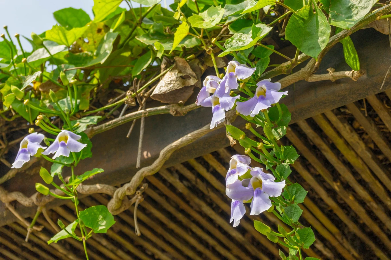 Thunbergia w warunkach naturalnych jest rośliną wieloletnią, jednak niemrozoodporną