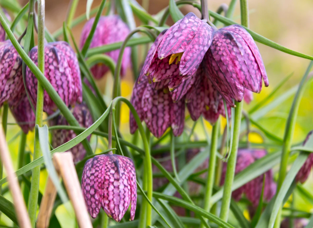 Szachownica kostkowata posiada wzorki przypominające kostki