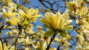 Żółte magnolie to wiosną zachwycają swoimi okazałymi i pachnącymi kwiatami.