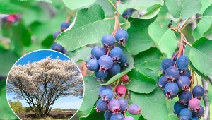 Świdośliwa nie wymaga bardzo restrykcyjnych warunków uprawowych.