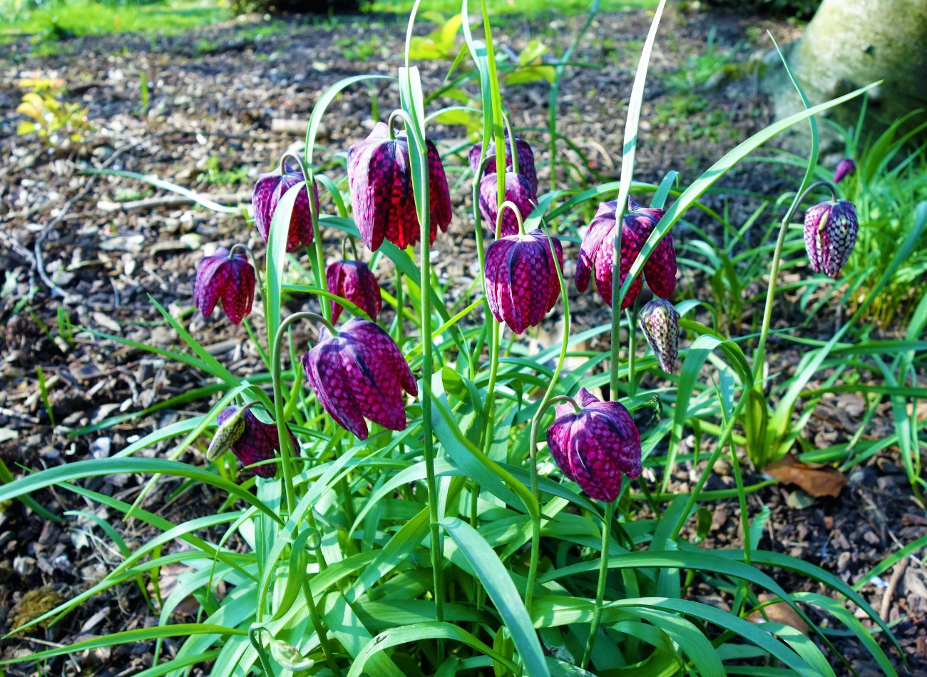 Szachownica kostkowata najlepiej rośnie w półcieniu