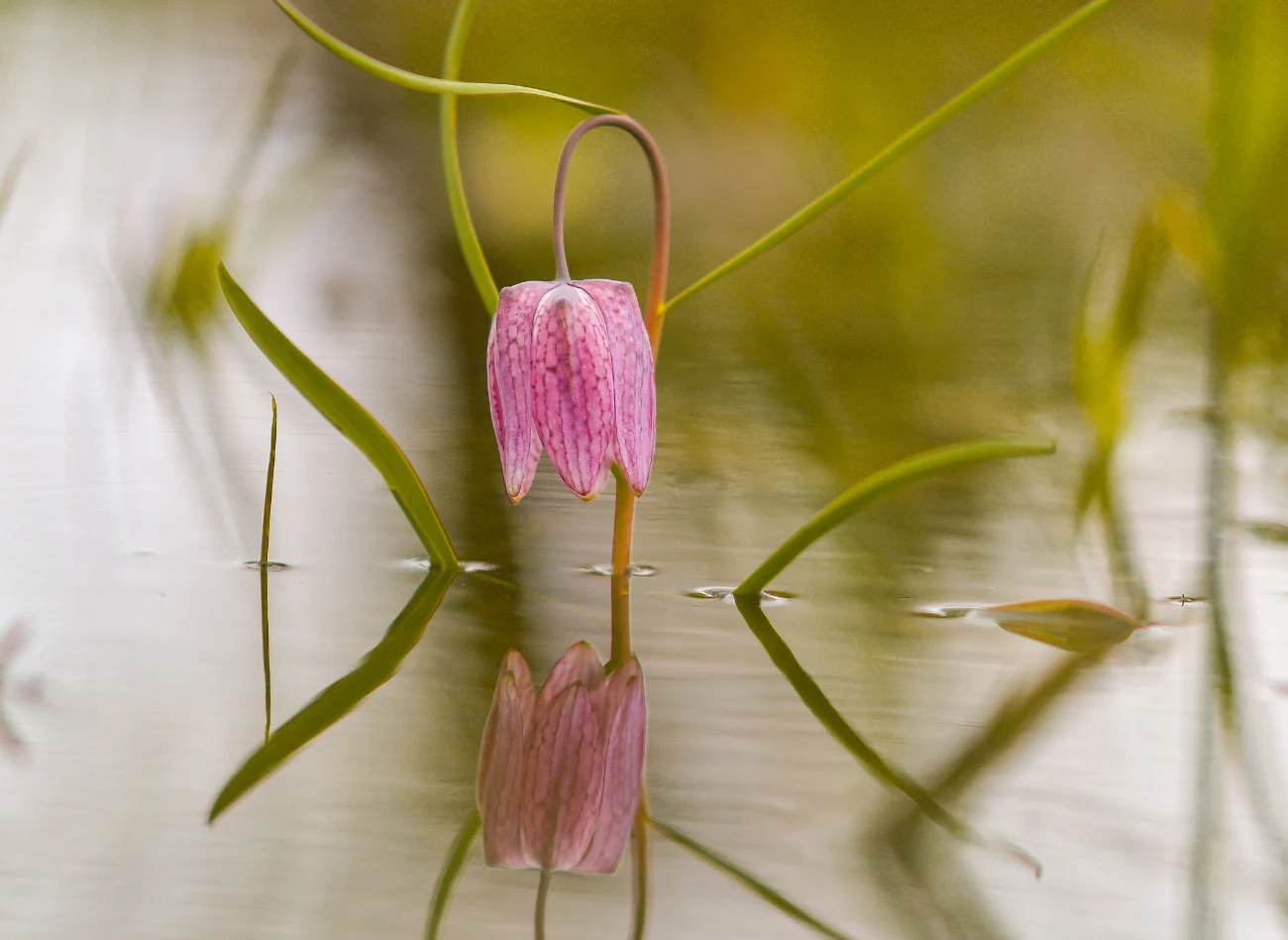 Niestraszne mu podmokłe i okresowo zalewane tereny