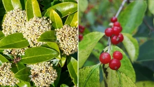 Uprawiając skimię japońską, trzeba uważać na mszyce oraz inne insekty, które mogą zarazić roślinę różnymi chorobami.