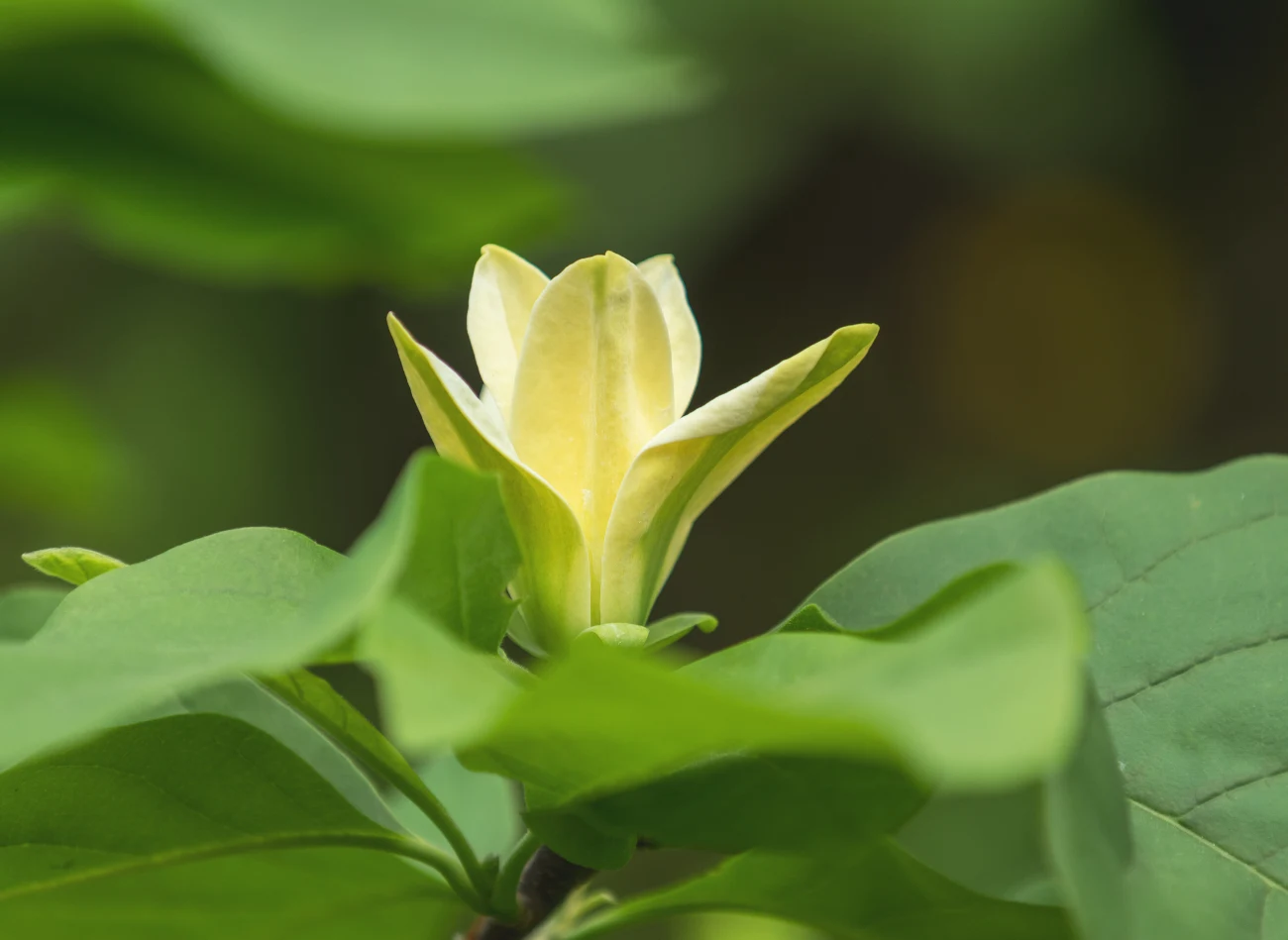 Kwiaty magnolii 'Elizabeth' przypominają tulipany