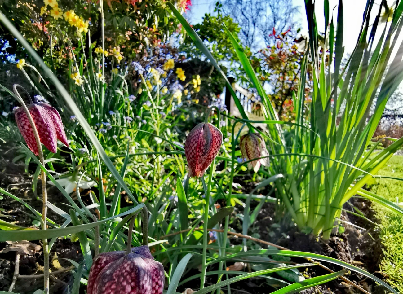 Szachownicę kostkowatą można sadzić na wiosennych rabatach w otoczeniu innych roślin cebulowych
