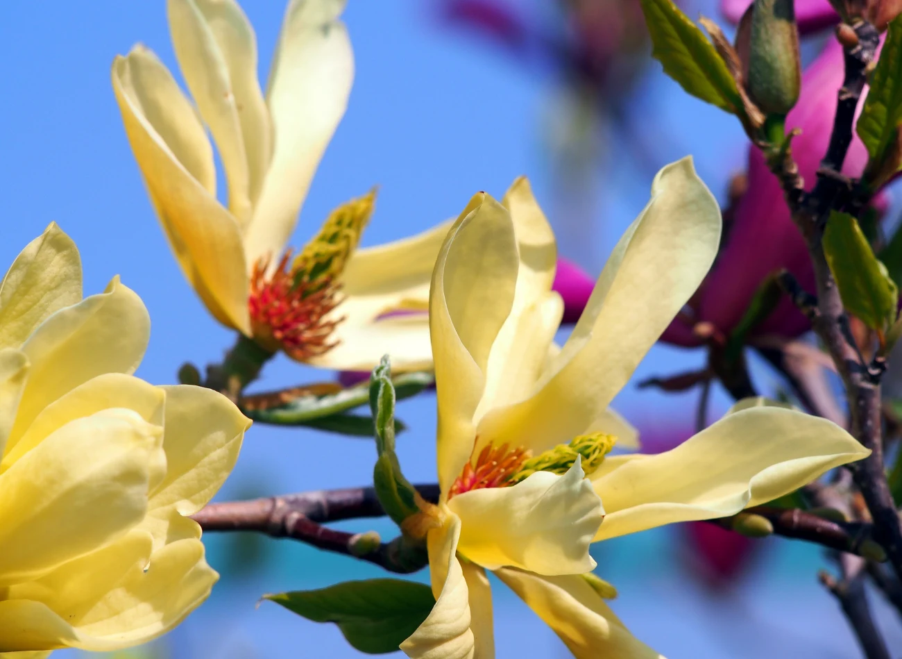 Odmiana 'Butterflies ma wąskie długie płatki i różowe pręciki