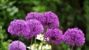 Czosnek olbrzymi to niekwestionowana ozdoba ogrodu.