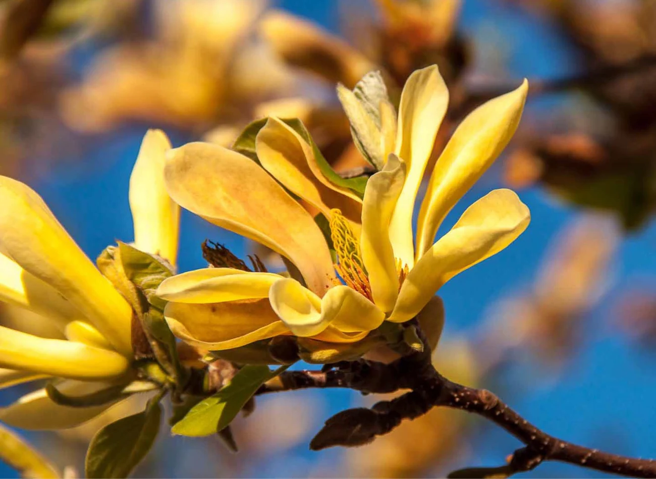 Uprawa żółtych magnolii wcale nie jest trudna