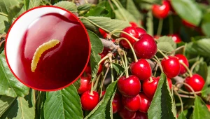 NIektóre odmiany czereśni rzadko atakowane są przez szkodniki.