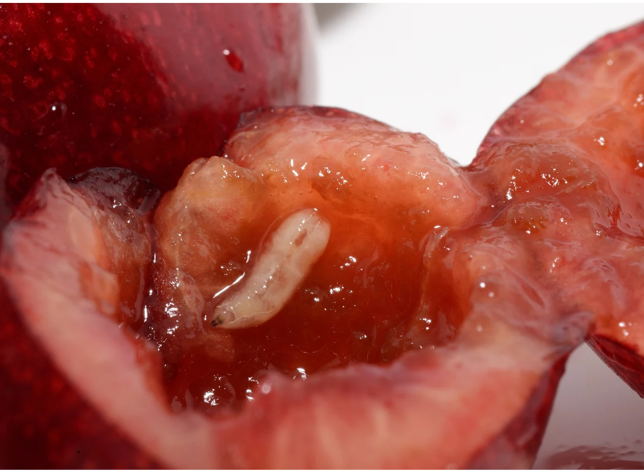 Robaki w czereśniach nie są szkodliwe dla zdrowia