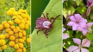 Kleszcze zaczynają żerować juz w kwietniu.