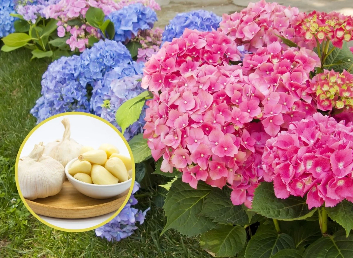Gnojówka z czosnku na wzmocnienia korzeni