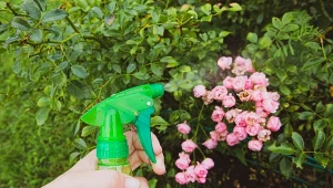 Mszyce uszkadzają wszystkie części rośliny i produkują spadź