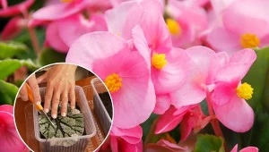 Cechą charakterystyczną begonii są barwne kwiaty imponujących rozmiarów.