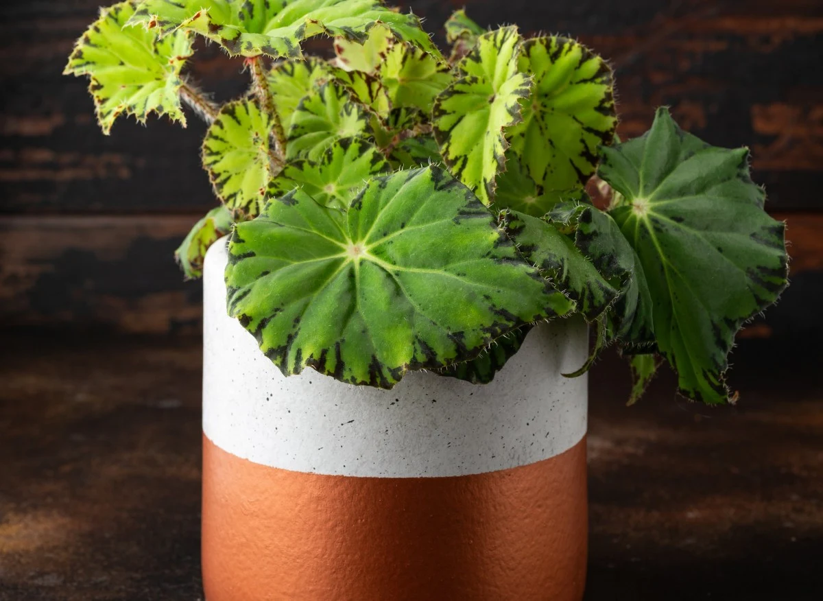 Polska nazwa begonii królewskiej to ukośnica