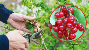 Przycięcie porzeczki w odpowiednim czasie pozwoli jej bogato obrodzić. Fot. 123RF/PICSEL/Pexels