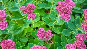 Rozchodnik to efektowna i łatwa w uprawie roślina.