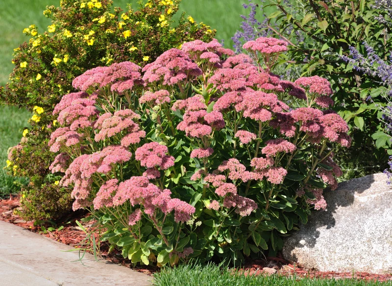 Rozchodnikami można obsadzać rabaty i skalniaki