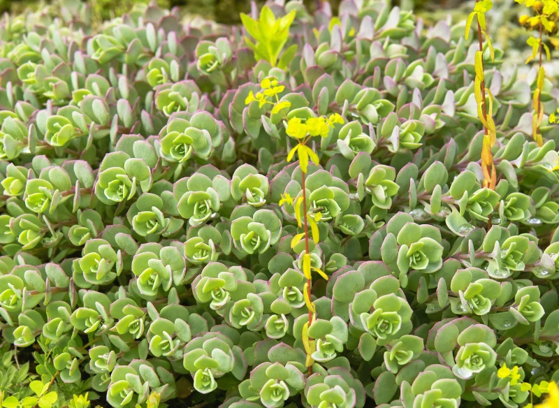 Poszczególne gatunki rozchodnika znacznie różnią się od siebie wyglądem
