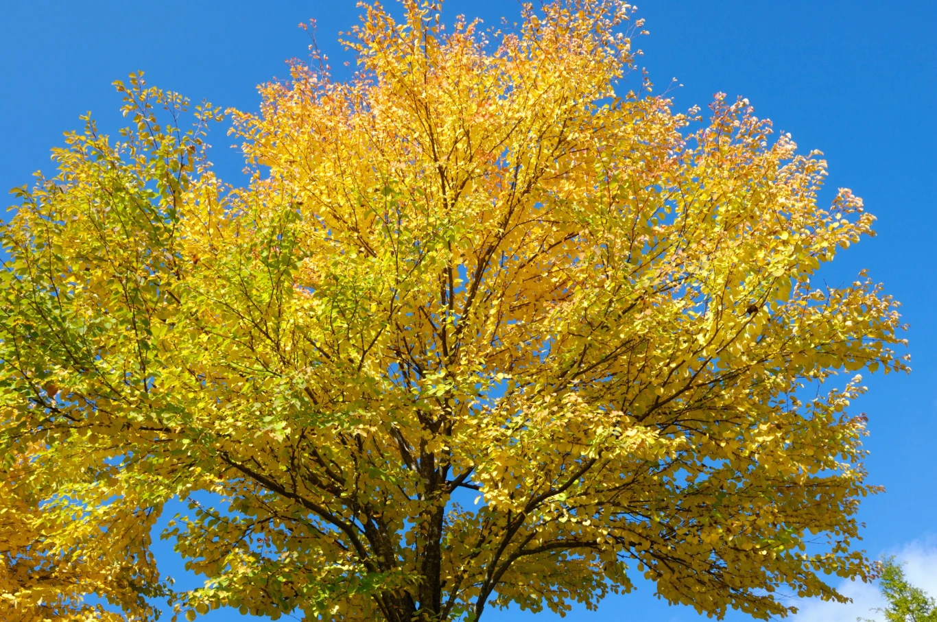 Drzewo grujecznik może sięgać nawet 20 m