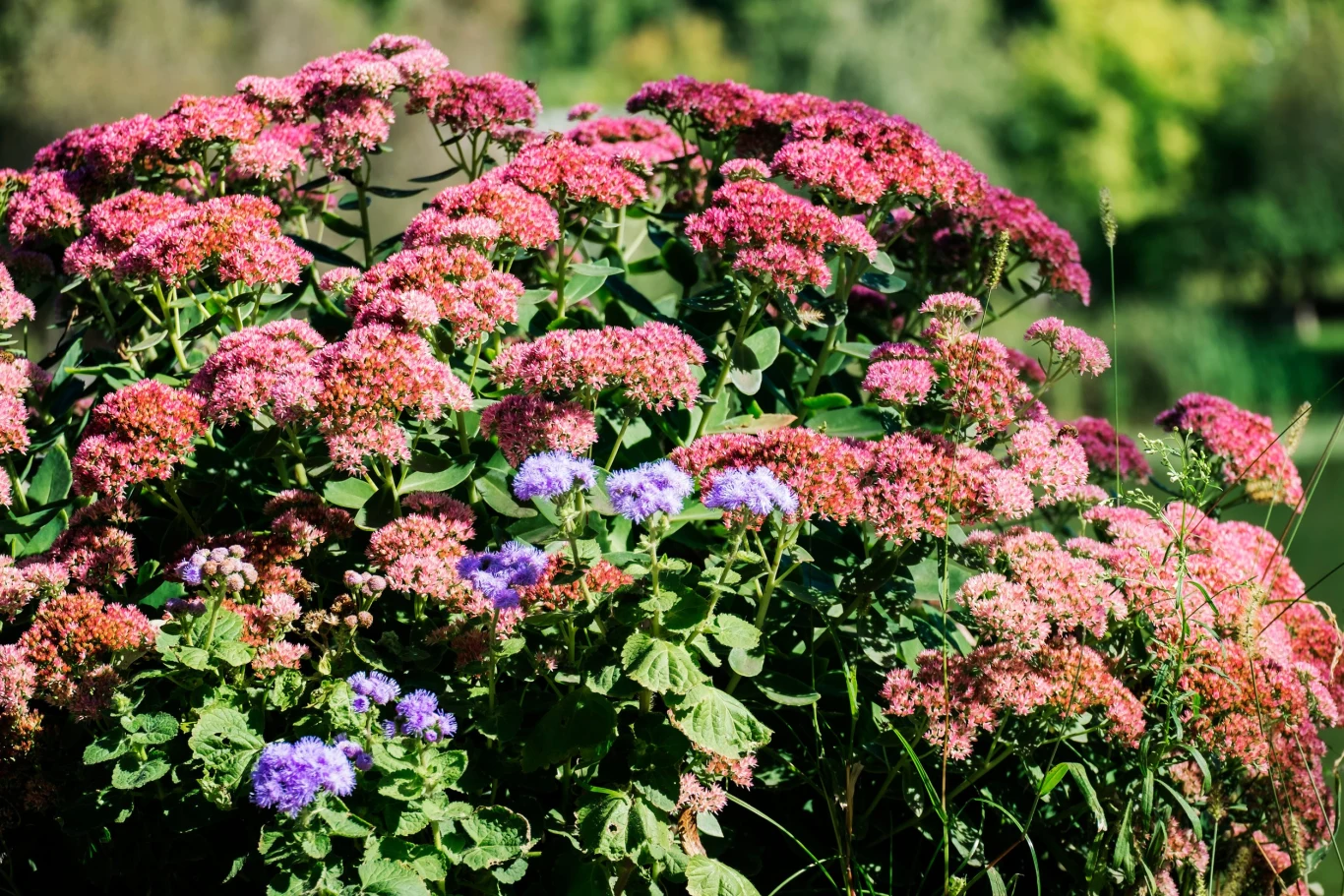 Rozchodnik urośnie i w słońcu, i w cieniu