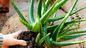 Rozmnażanie aloesu nie jest wcale trudne.