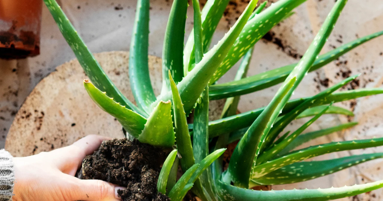aloe vera anti falten Curaloe Anti-Falten-Aloe-Vera-Creme | 75 % Aloe main image 1