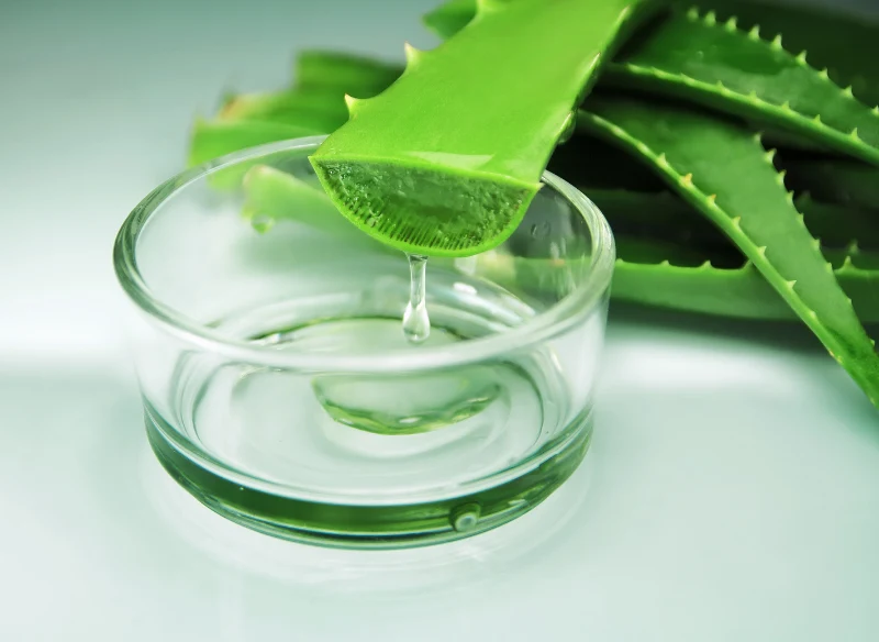 Aloes można wyhodować z liścia