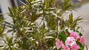 Pielęgnacja oleandra nie jest skomplikowana i polega głównie na wykonywaniu 3 ważnych czynności.