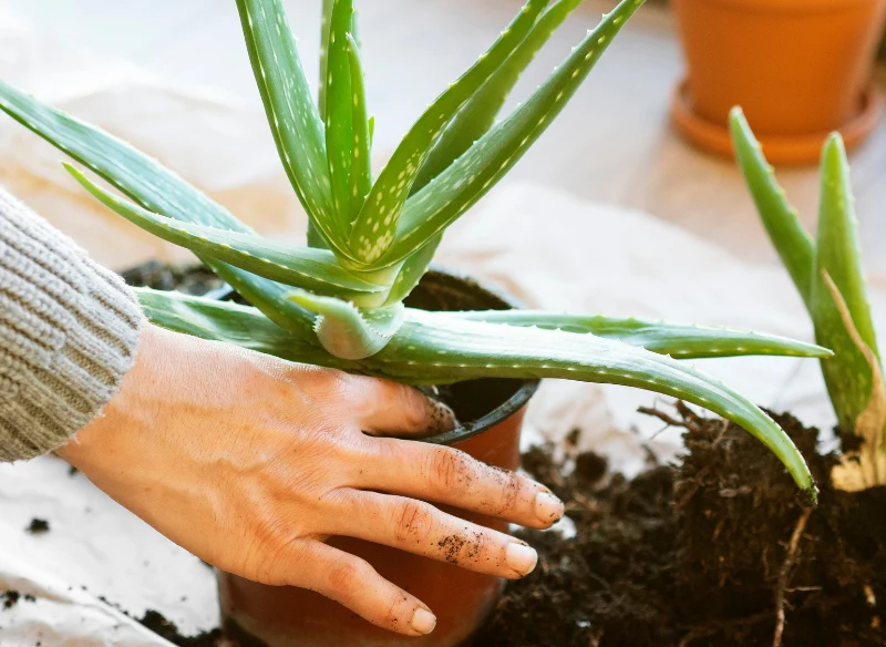 Rozsadzanie aloesu trzeba przeprowadzić delikatnie